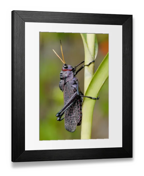 Framed Print : Purple Lubber Grasshopper (Taeniopoda reticulata) adult, clinging to stem in rainforest, Tortuguero N. P Framed Print : Purple Lubber Grasshopper (Taeniopoda reticulata) adult, clinging to stem in rainforest, Tortuguero N. P