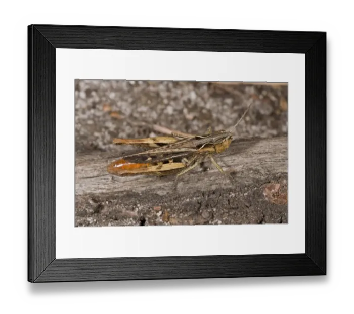 Framed Print : Heath Grasshopper (Chorthippus vagans) adult, on heathland, Dunyeats Heath, Poole, Dorset, England, September Framed Print : Heath Grasshopper (Chorthippus vagans) adult, on heathland, Dunyeats Heath, Poole, Dorset, England, September
