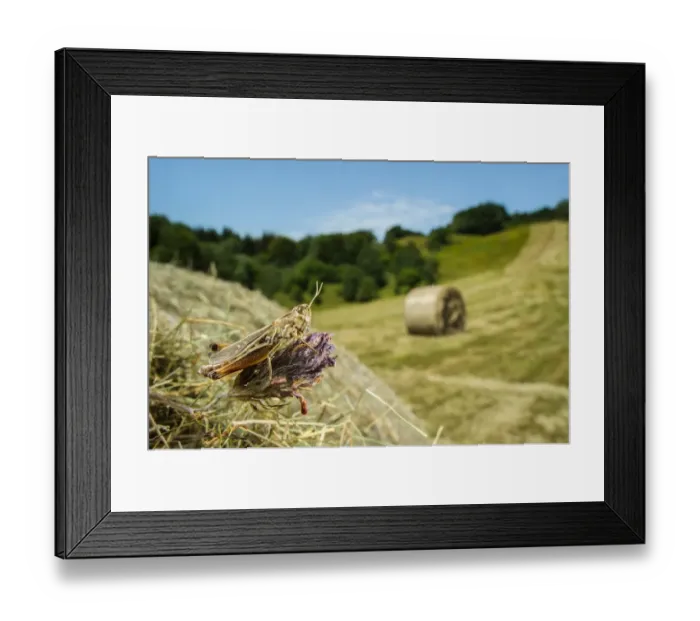 Framed Print : Stripe-winged Grasshopper (Stenobothrus lineatus) adult, resting on round hay bale in cut meadowland habitat Framed Print : Stripe-winged Grasshopper (Stenobothrus lineatus) adult, resting on round hay bale in cut meadowland habitat