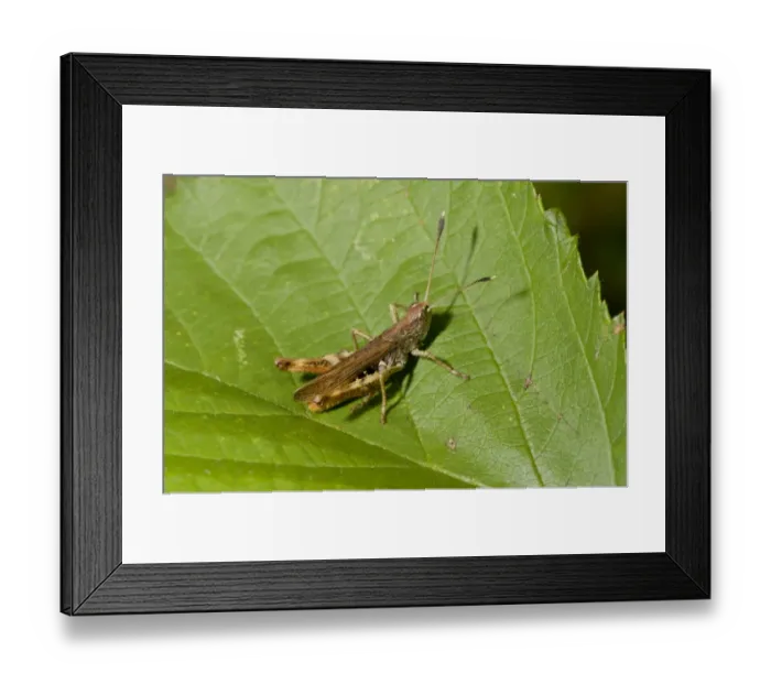 Framed Print : Rufous Grasshopper (Gomphocerippus rufus) adult male, resting on leaf, France, August Framed Print : Rufous Grasshopper (Gomphocerippus rufus) adult male, resting on leaf, France, August