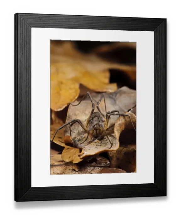 Framed Print : Common Harvestman (Paroligolophus agrestis) adult, amongst leaf litter on woodland floor, Bostall Woods