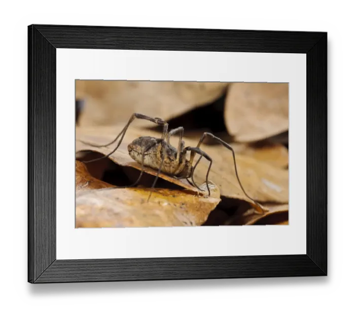 Framed Print : Common Harvestman (Paroligolophus agrestis) adult, amongst leaf litter on woodland floor, Bostall Woods Framed Print : Common Harvestman (Paroligolophus agrestis) adult, amongst leaf litter on woodland floor, Bostall Woods