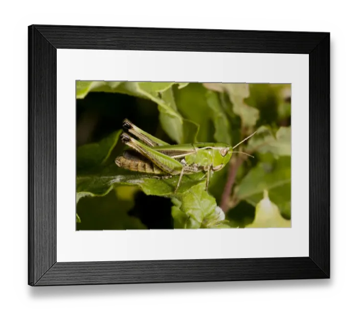 Framed Print : Stripe-winged Grasshopper (Stenobothrus lineatus) adult female, resting on leaf in dry grassland, France, August Framed Print : Stripe-winged Grasshopper (Stenobothrus lineatus) adult female, resting on leaf in dry grassland, France, August