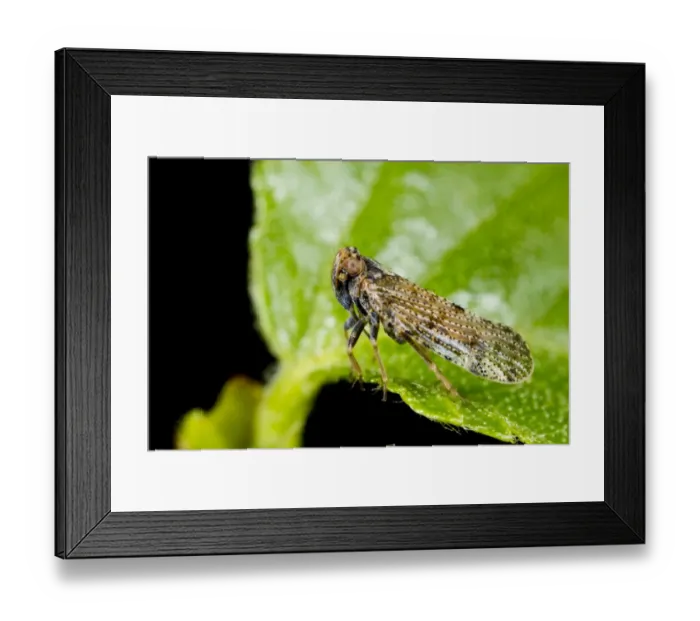 Framed Print : Lacehopper (Tachycixius pilosus) adult, resting on birch leaf, Powys, Wales, May Framed Print : Lacehopper (Tachycixius pilosus) adult, resting on birch leaf, Powys, Wales, May