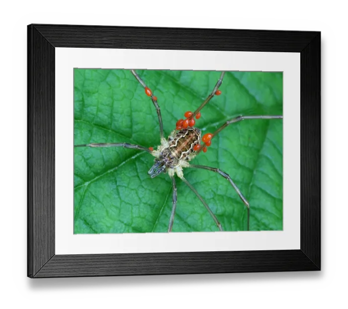 Framed Print : Harvestman (Opiliones sp. ) adult, with parasitic mites attached to legs, Cannobina Valley, Italian Alps, Piedmont Framed Print : Harvestman (Opiliones sp. ) adult, with parasitic mites attached to legs, Cannobina Valley, Italian Alps, Piedmont