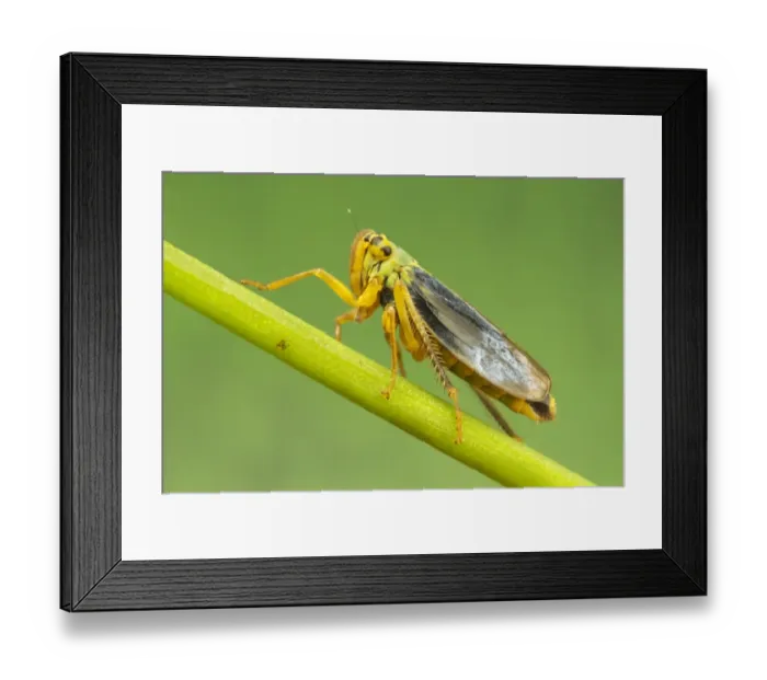 Framed Print : Green Leafhopper (Cicadella viridis) adult male, resting on stem, Leicestershire, England, August
