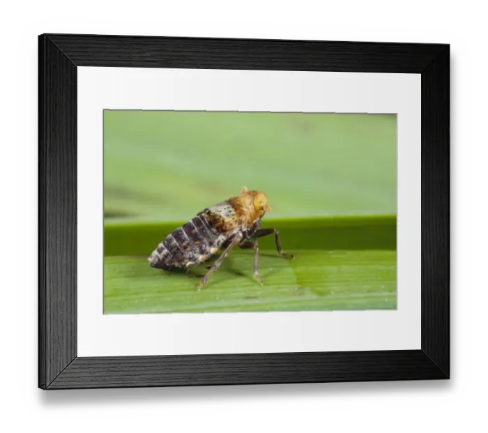 Framed Print : Planthopper (Conomelus anceps) brachypterus (short-winged) form, adult, resting on grass leaf, Powys, Wales, August Framed Print : Planthopper (Conomelus anceps) brachypterus (short-winged) form, adult, resting on grass leaf, Powys, Wales, August