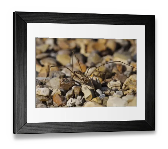 Framed Print : Harvestman (Mitopus morio) adult, walking over gravel path, RSPB Rainham Marshes, Essex, England, August Framed Print : Harvestman (Mitopus morio) adult, walking over gravel path, RSPB Rainham Marshes, Essex, England, August