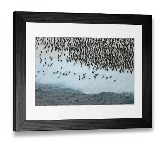 Framed Print : Chinstrap Penguin (Pygoscelis antarctica) adults, flock packed on huge iceberg, Scotia Sea, Antarctica, March Framed Print : Chinstrap Penguin (Pygoscelis antarctica) adults, flock packed on huge iceberg, Scotia Sea, Antarctica, March