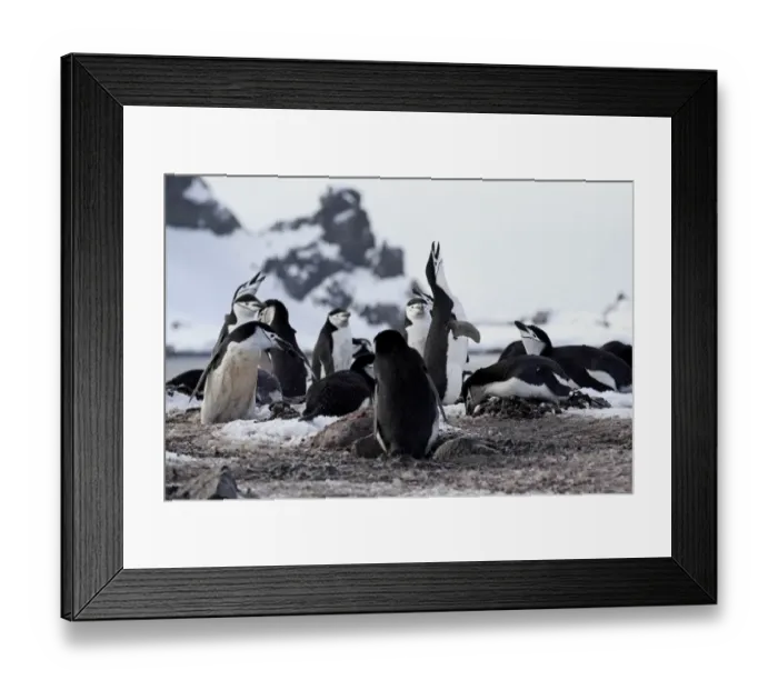 Framed Print : Chinstrap Penguin (Pygoscelis antarctica) adults, displaying in nesting colony, Brown Bluff, Antarctic Peninsula