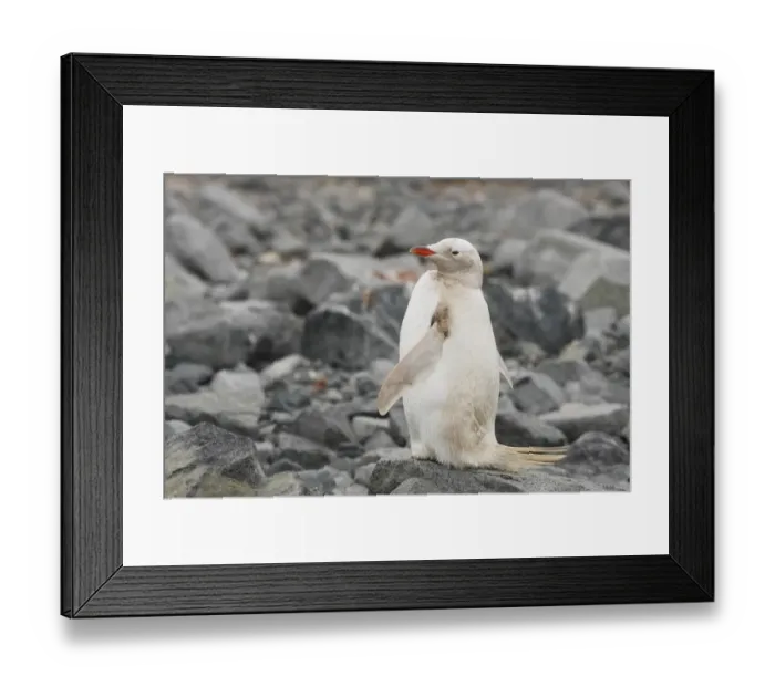 Framed Print : Gentoo Penguin (Pygoscelis papua) albino, adult, standing on rocks, Waterboat Point, Antarctic Peninsula, Antarctica Framed Print : Gentoo Penguin (Pygoscelis papua) albino, adult, standing on rocks, Waterboat Point, Antarctic Peninsula, Antarctica
