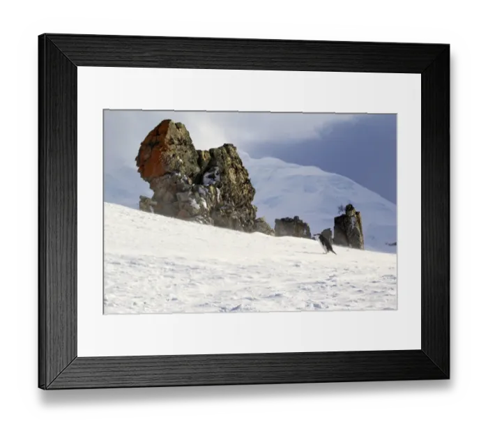 Framed Print : Chinstrap Penguin (Pygoscelis antarctica) adult, walking on snow covered slope beside rocky outcrop, Brown Bluff