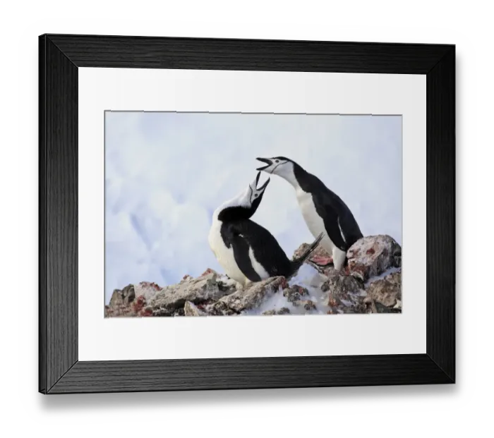 Framed Print : Chinstrap Penguin (Pygoscelis antarctica) adult pair, in courtship display, at nest with egg, Brown Bluff Framed Print : Chinstrap Penguin (Pygoscelis antarctica) adult pair, in courtship display, at nest with egg, Brown Bluff