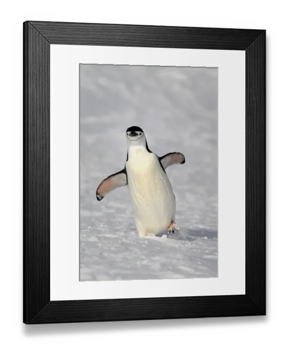 Framed Print : Chinstrap Penguin (Pygoscelis antarctica) adult, walking on snow, Brown Bluff, Antarctic Peninsula, Antarctica Framed Print : Chinstrap Penguin (Pygoscelis antarctica) adult, walking on snow, Brown Bluff, Antarctic Peninsula, Antarctica