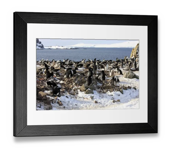 Framed Print : Chinstrap Penguin (Pygoscelis antarctica) adults, nesting colony in snow, Brown Bluff, Antarctic Peninsula, Antarctica Framed Print : Chinstrap Penguin (Pygoscelis antarctica) adults, nesting colony in snow, Brown Bluff, Antarctic Peninsula, Antarctica