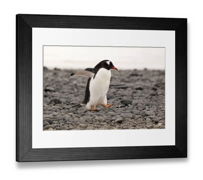Framed Print : Gentoo Penguin (Pygoscelis papua) adult, walking on pebble beach, Half Moon Island, South Shetland Islands, Antarctica Framed Print : Gentoo Penguin (Pygoscelis papua) adult, walking on pebble beach, Half Moon Island, South Shetland Islands, Antarctica