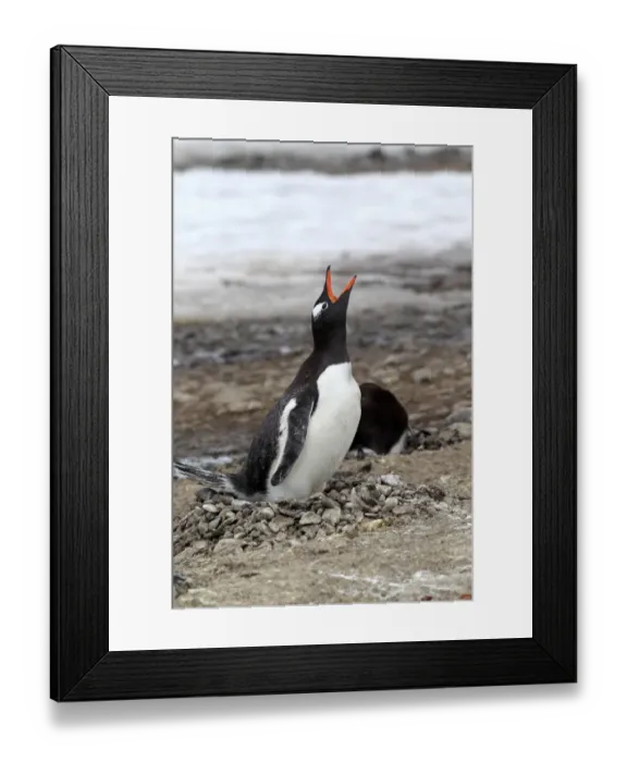 Framed Print : Gentoo Penguin (Pygoscelis papua) adult, calling, incubating egg on nest in nesting colony, Half Moon Island Framed Print : Gentoo Penguin (Pygoscelis papua) adult, calling, incubating egg on nest in nesting colony, Half Moon Island
