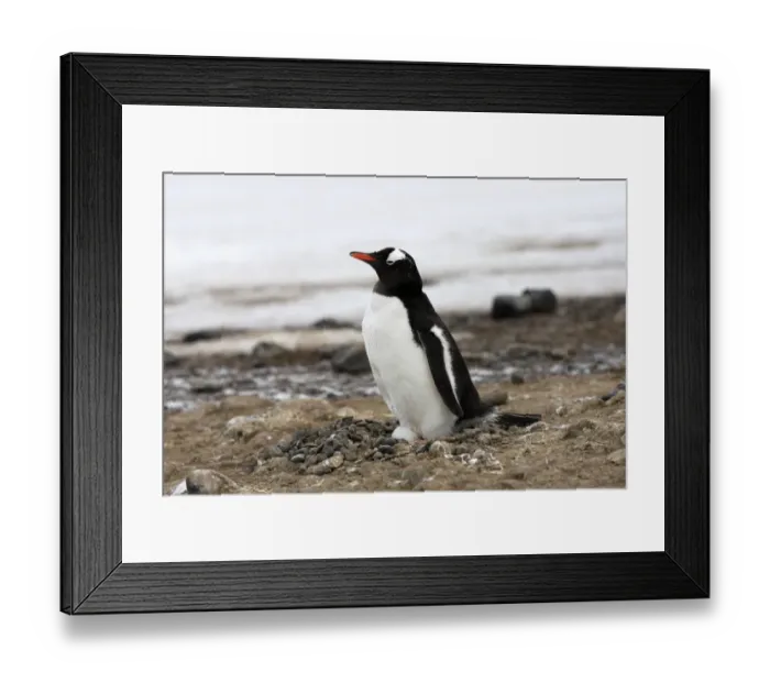 Framed Print : Gentoo Penguin (Pygoscelis papua) adult, incubating egg on nest in nesting colony, Half Moon Island
