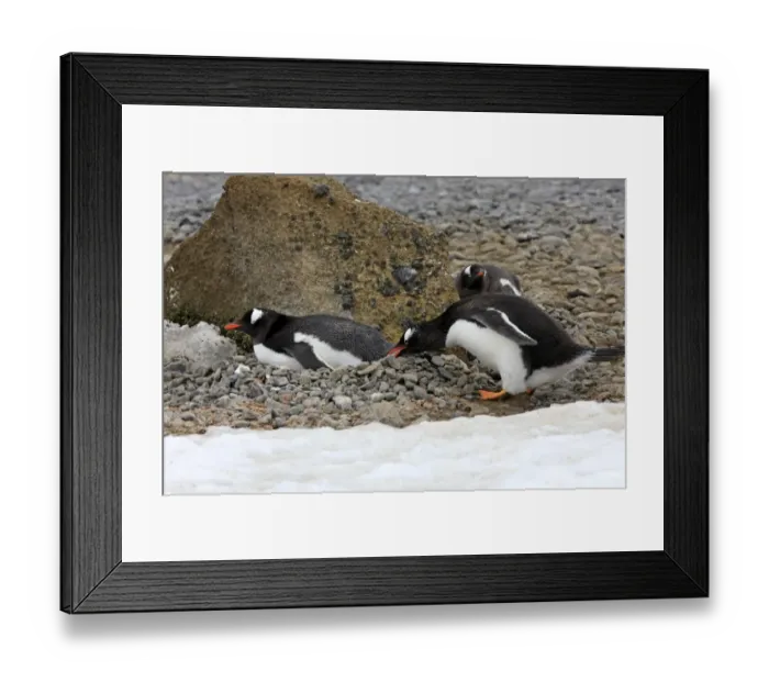 Framed Print : Gentoo Penguin (Pygoscelis papua) adults, adding stone to nest in nesting colony, Half Moon Island Framed Print : Gentoo Penguin (Pygoscelis papua) adults, adding stone to nest in nesting colony, Half Moon Island