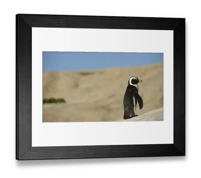 Framed Print : Jackass Penguin (Spheniscus demersus) adult, standing on coastal rock, South Africa, March Framed Print : Jackass Penguin (Spheniscus demersus) adult, standing on coastal rock, South Africa, March