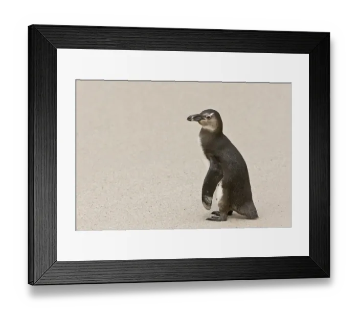 Framed Print : Jackass Penguin (Spheniscus demersus) juvenile, standing on beach, Boulders Beach, Simonstown, Western Cape Province Framed Print : Jackass Penguin (Spheniscus demersus) juvenile, standing on beach, Boulders Beach, Simonstown, Western Cape Province