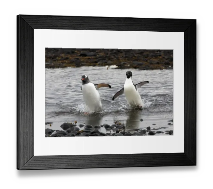Framed Print : Gentoo Penguin (Pygoscelis papua) adult, and Adelie Penguin (Pygoscelis adeliae) adult, walking out of water Framed Print : Gentoo Penguin (Pygoscelis papua) adult, and Adelie Penguin (Pygoscelis adeliae) adult, walking out of water