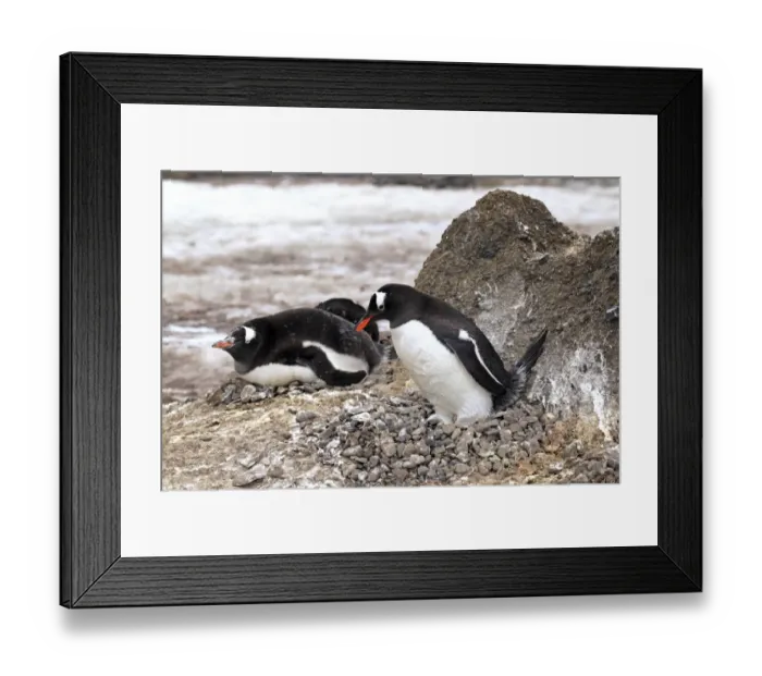 Framed Print : Gentoo Penguin (Pygoscelis papua) adults, incubating egg on nest in nesting colony, Half Moon Island Framed Print : Gentoo Penguin (Pygoscelis papua) adults, incubating egg on nest in nesting colony, Half Moon Island