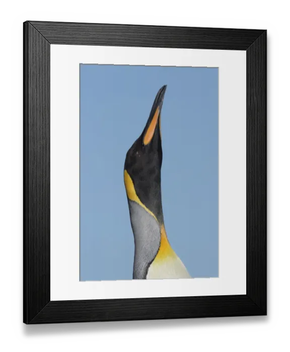 Framed Print : King Penguin (Aptenodytes patagonicus patagonicus) nominate subspecies, adult male, trumpeting, close-up of head Framed Print : King Penguin (Aptenodytes patagonicus patagonicus) nominate subspecies, adult male, trumpeting, close-up of head