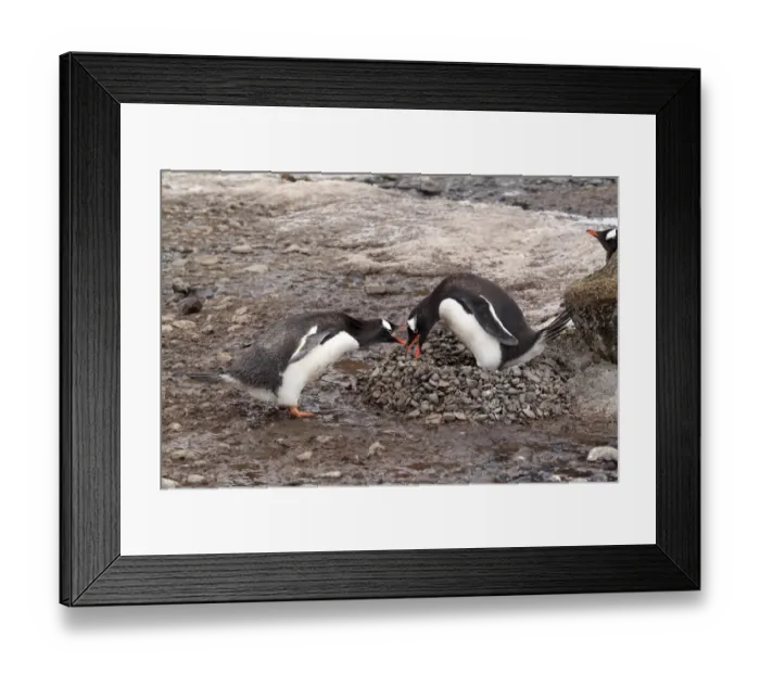 Framed Print : Gentoo Penguin (Pygoscelis papua) two adults, in threat display at nest, Half Moon Island, South Shetland Islands Framed Print : Gentoo Penguin (Pygoscelis papua) two adults, in threat display at nest, Half Moon Island, South Shetland Islands