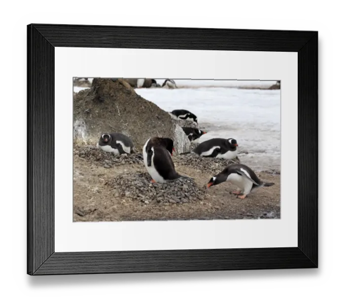 Framed Print : Gentoo Penguin (Pygoscelis papua) adults, adding stone to nest in nesting colony, Half Moon Island