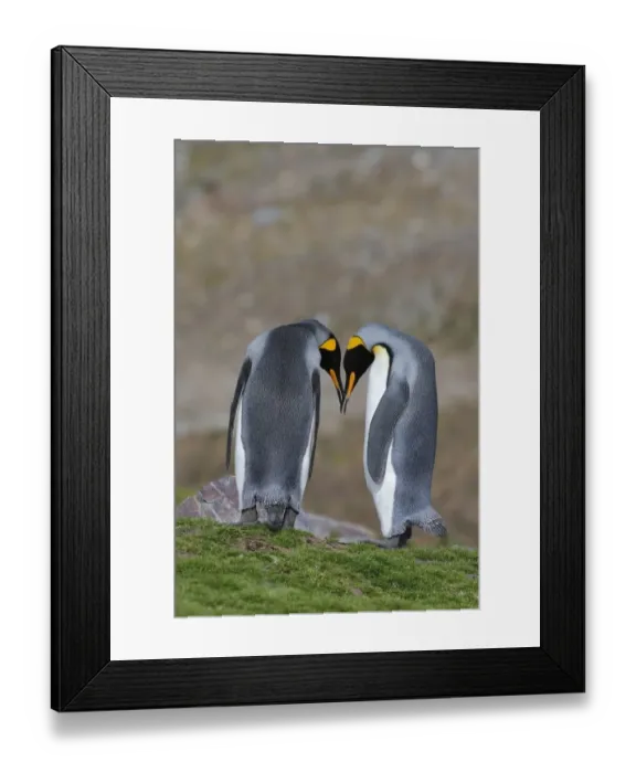 Framed Print : King Penguin (Aptenodytes patagonicus) adult pair, in courtship display, St. Andrews Bay, South Georgia, February Framed Print : King Penguin (Aptenodytes patagonicus) adult pair, in courtship display, St. Andrews Bay, South Georgia, February