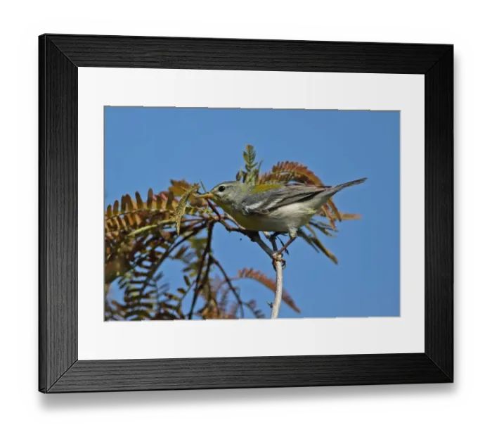 Framed Print : Northern Parula (Parula americana) adult female, foraging amongst leaves, perched on twig, Zapata Peninsula Framed Print : Northern Parula (Parula americana) adult female, foraging amongst leaves, perched on twig, Zapata Peninsula