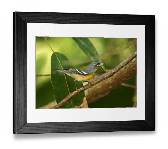 Framed Print : Northern Parula (Parula americana) adult male, feeding, perched on twig, Zapata Peninsula, Matanzas Province, Cuba Framed Print : Northern Parula (Parula americana) adult male, feeding, perched on twig, Zapata Peninsula, Matanzas Province, Cuba