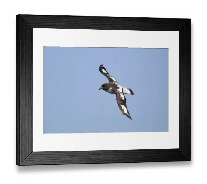Framed Print : Cape Petrel (Daption capense australis) adult, in flight at sea, off New Zealand, March Framed Print : Cape Petrel (Daption capense australis) adult, in flight at sea, off New Zealand, March