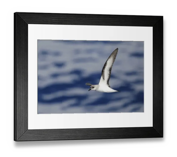 Framed Print : Black-winged Petrel (Pterodroma nigripennis) adult, in flight at sea, near Norfolk Island, Southwest Pacific, March Framed Print : Black-winged Petrel (Pterodroma nigripennis) adult, in flight at sea, near Norfolk Island, Southwest Pacific, March