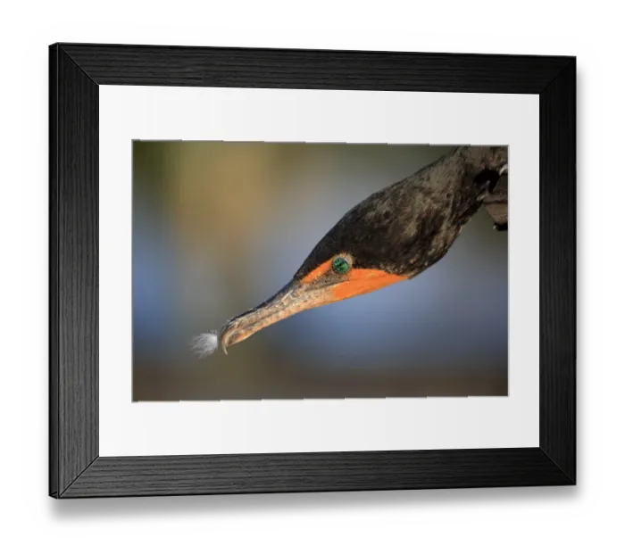 Framed Print : Double-crested Cormorant (Phalacrocorax auritus) adult, non-breeding plumage, close up of head, Wakodahatchee Wetlands Framed Print : Double-crested Cormorant (Phalacrocorax auritus) adult, non-breeding plumage, close up of head, Wakodahatchee Wetlands