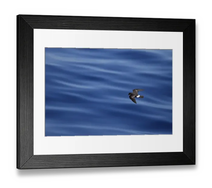 Framed Print : European Storm-petrel (Hydrobates pelagicus) adult, in flight over sea, Algarve, Portugal, October Framed Print : European Storm-petrel (Hydrobates pelagicus) adult, in flight over sea, Algarve, Portugal, October