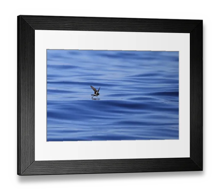 Framed Print : European Storm-petrel (Hydrobates pelagicus) adult, in flight over sea, feeding at surface of sea, Algarve, Portugal Framed Print : European Storm-petrel (Hydrobates pelagicus) adult, in flight over sea, feeding at surface of sea, Algarve, Portugal