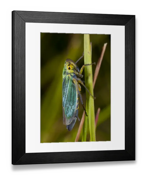Framed Print : Green Leafhopper (Cicadella viridis) adult female, resting on grass leaf, Powys, Wales, August Framed Print : Green Leafhopper (Cicadella viridis) adult female, resting on grass leaf, Powys, Wales, August