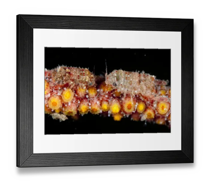 Framed Print : Isopod (Isopoda sp. ) two adults, on coral at night, Seraya, Bali, Lesser Sunda Islands, Indonesia, April Framed Print : Isopod (Isopoda sp. ) two adults, on coral at night, Seraya, Bali, Lesser Sunda Islands, Indonesia, April