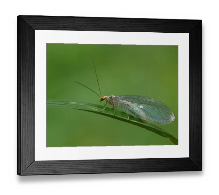 Framed Print : Green Lacewing (Chrysopa perla) adult female, resting on leaf, Cannobina Valley, Italian Alps, Piedmont Framed Print : Green Lacewing (Chrysopa perla) adult female, resting on leaf, Cannobina Valley, Italian Alps, Piedmont