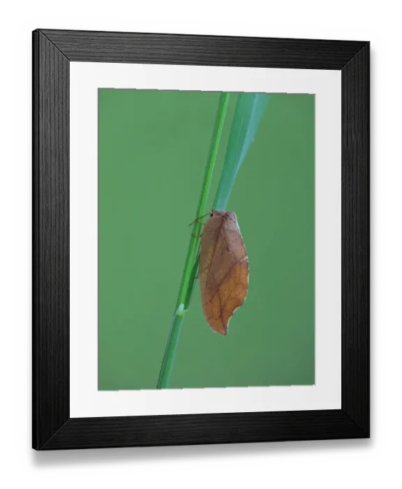 Framed Print : Brown Lacewing (Drepanepteryx phalaenoides) adult, resting on grass stem, Cannobina Valley, Italian Alps, Piedmont Framed Print : Brown Lacewing (Drepanepteryx phalaenoides) adult, resting on grass stem, Cannobina Valley, Italian Alps, Piedmont