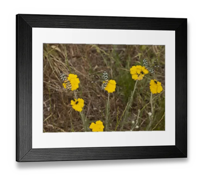 Framed Print : Spoonwing Lacewing (Nemoptera sinuata) three adults, feeding on achillea flowers, Bulgaria, June Framed Print : Spoonwing Lacewing (Nemoptera sinuata) three adults, feeding on achillea flowers, Bulgaria, June