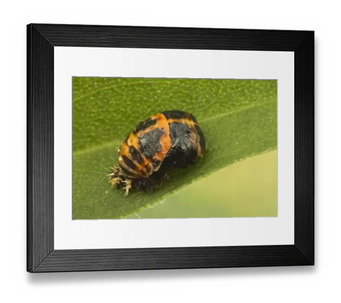 Framed Print : Harlequin Ladybird (Harmonia axyridis) introduced species, pupa, attached to leaf, Leicestershire, England, September