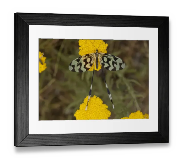 Framed Print : Spoonwing Lacewing (Nemoptera sinuata) adult, feeding on achillea flowers, Bulgaria, June Framed Print : Spoonwing Lacewing (Nemoptera sinuata) adult, feeding on achillea flowers, Bulgaria, June