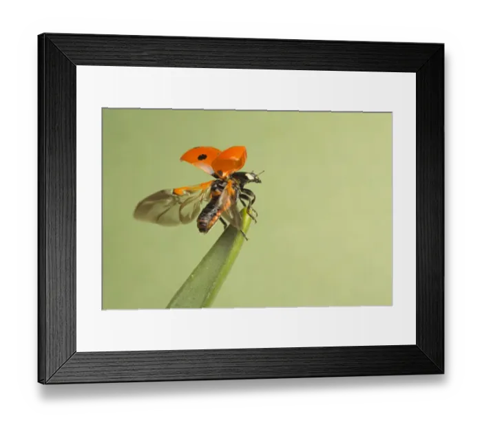 Framed Print : Seven-spot Ladybird (Coccinella septempunctata) adult, opening wings, taking off from daffodil leaf, Leicestershire Framed Print : Seven-spot Ladybird (Coccinella septempunctata) adult, opening wings, taking off from daffodil leaf, Leicestershire