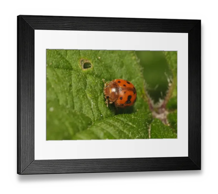 Framed Print : Twentyfour-spot Ladybird (Subcoccinella vigintiquattuorpunctata) adult, crawling over leaf, Bexley, Kent, England, May Framed Print : Twentyfour-spot Ladybird (Subcoccinella vigintiquattuorpunctata) adult, crawling over leaf, Bexley, Kent, England, May