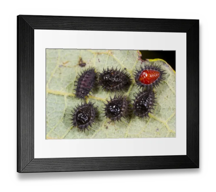 Framed Print : Kidney-spot Ladybird (Chilocorus renipustulatus) six pupae, on underside of sallow leaf, Powys, Wales, September Framed Print : Kidney-spot Ladybird (Chilocorus renipustulatus) six pupae, on underside of sallow leaf, Powys, Wales, September