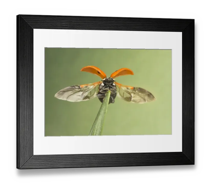Framed Print : Seven-spot Ladybird (Coccinella septempunctata) adult, opening wings, taking off from daffodil leaf, Leicestershire Framed Print : Seven-spot Ladybird (Coccinella septempunctata) adult, opening wings, taking off from daffodil leaf, Leicestershire