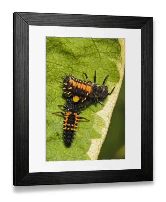 Framed Print : Harlequin Ladybird (Harmonia axyridis) introduced species, two larvae, one attacking other on leaf in garden Framed Print : Harlequin Ladybird (Harmonia axyridis) introduced species, two larvae, one attacking other on leaf in garden